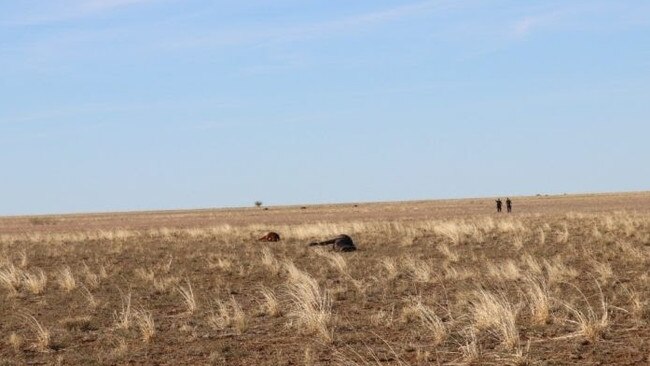 35 horses were allegedly shot dead in a mass slaughter, including pregnant mares and foals - were found with multiple gunshot wounds on a property 60km north of Longreach. Photo Supplied QLD Police