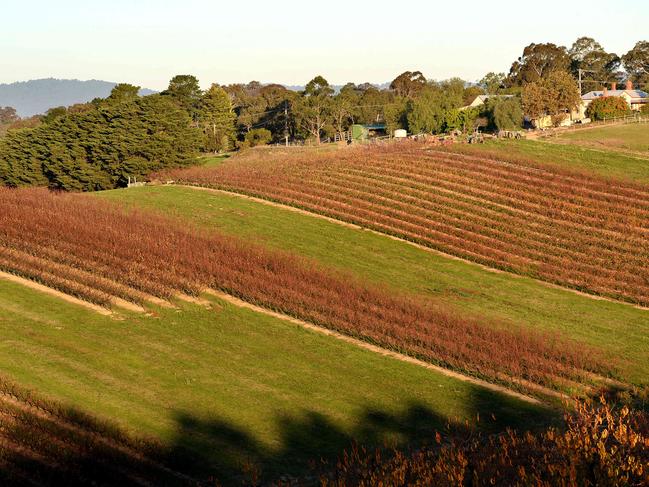 Images of the Manningham area, the view east across the Aumann Family Orchard towards the Dandenong Ranges from Tindals Road, Warrandyte, as the autumn sun gets low in the west. Picture: Steve Tanner