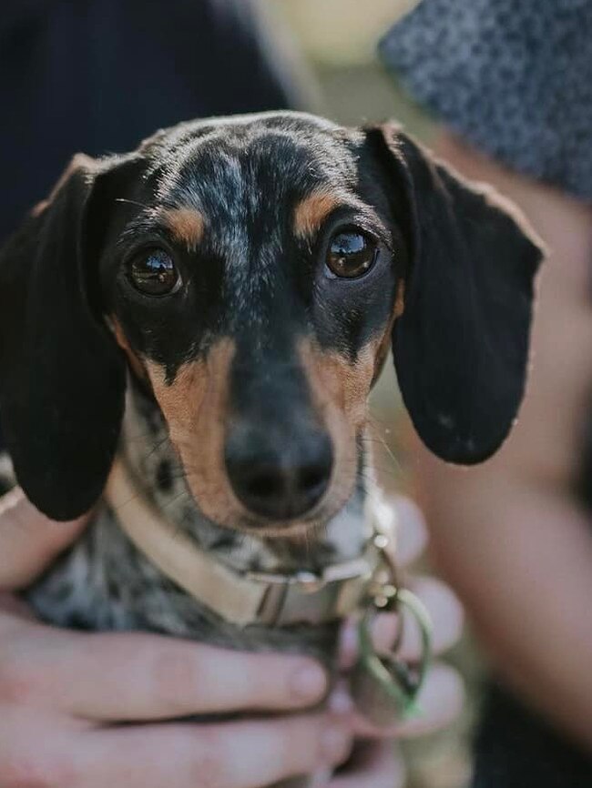 Sylvie, Cairns Post Cutest Dogs nominee March 2022.