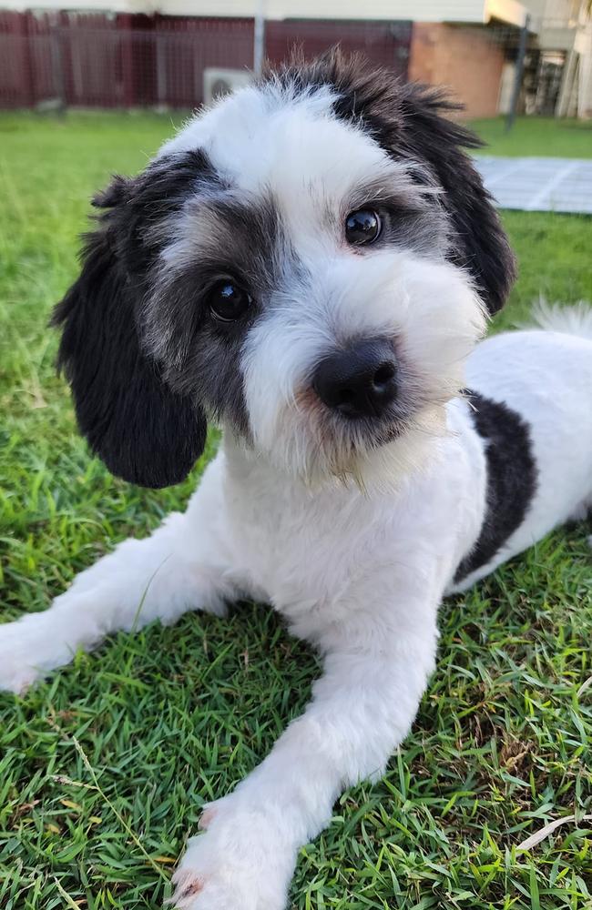 Duke: Jessica Luckerbauer's 1 year old Shitzu Maltese