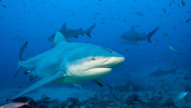 Bull Sharks are considered the most dangerous sharks in the world by some experts. Picture: Michael Patrick O'Neill