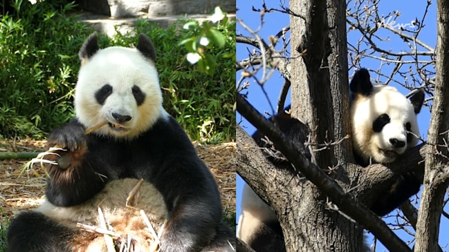 Adelaide's giant pandas Wang Wang and Fu Ni