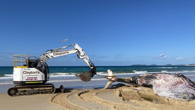 Clayton’s Towing was engaged to tow the dead animal, which washed up at Rainbow Beach, into the Great Sandy National Park where it was buried. Picture: DES