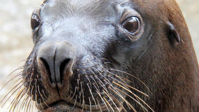 Charlie the Australian Sea-lion during a training session for the sea lion show at Taronga Zoo