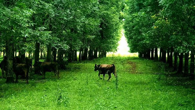 Geoff and Paula Warriner run cattle under their pecan trees.