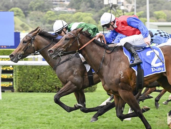 Manaal (Randwick Furious Stakes 07-09-24). Picture: Bradley Photos