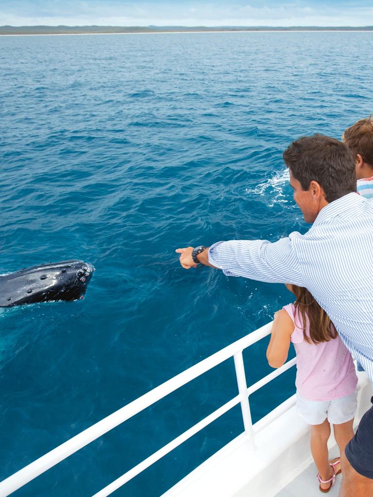 Hervey Bay attracts tourists from all over the world to see humpback whales in their natural environment.