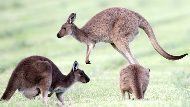 Victorian kangaroos to be counted in a first for the state | The Weekly ...