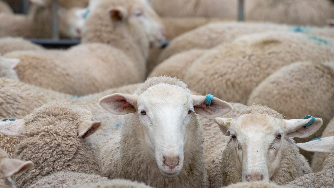 LIVESTOCK: Bendigo Lamb Sale. 
Bendigo Livestock exchange. Bendigo Saleyards
PICTURED: Generic sheep. Sheepyards. Stock photo. Lamb. 
PICTURE: ZOE PHILLIPS