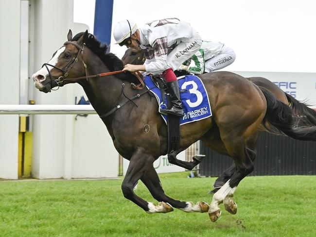Local gelding Zaragoza can bounce back from a luckless run last start. Picture: Bradley Photos