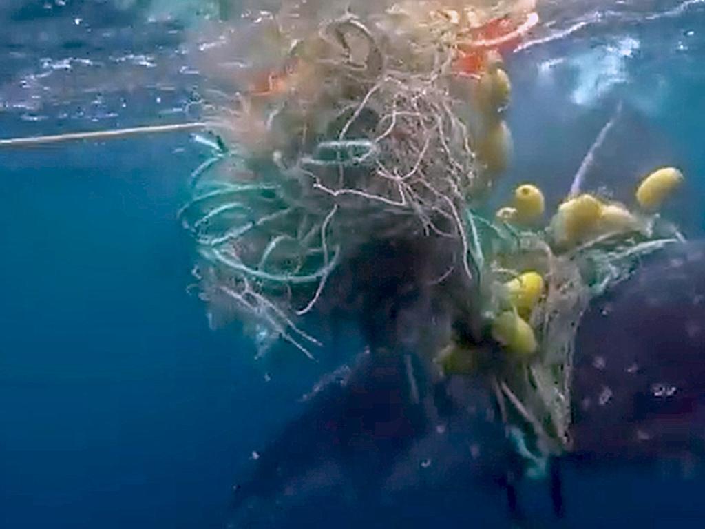 Sea World staff attempt to free a whale trapped in nets at Snapper Rocks on the Gold Coast in Queensland. Picture: Twitter