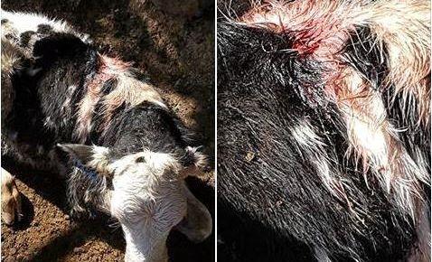 ATTACK: A dairy calf was injured in a wild dog attack on a Cedar Pocket farm. Picture: Contributed