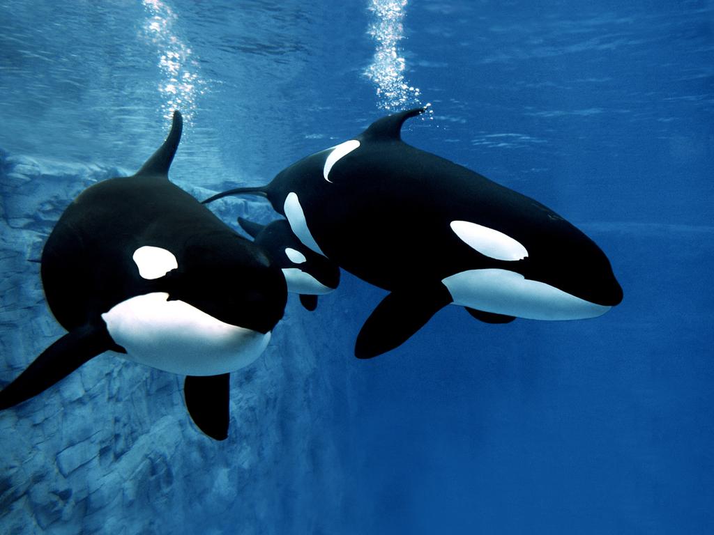 One scientist thinks that the killer whale could be acting in retaliation after a previous incident. Picture: iStock