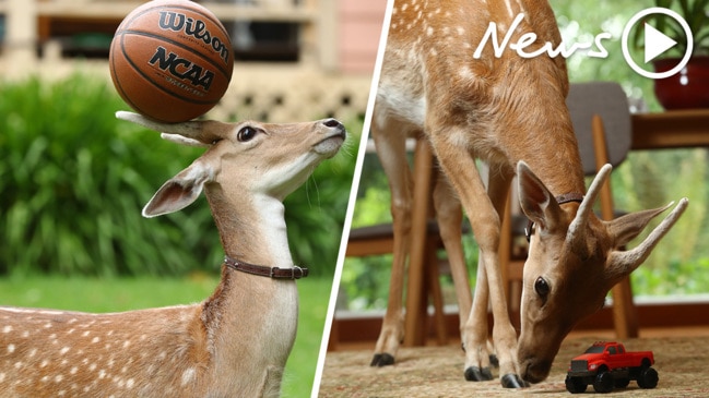 Meet Australia’s cutest pet - Buddy the Fallow Deer