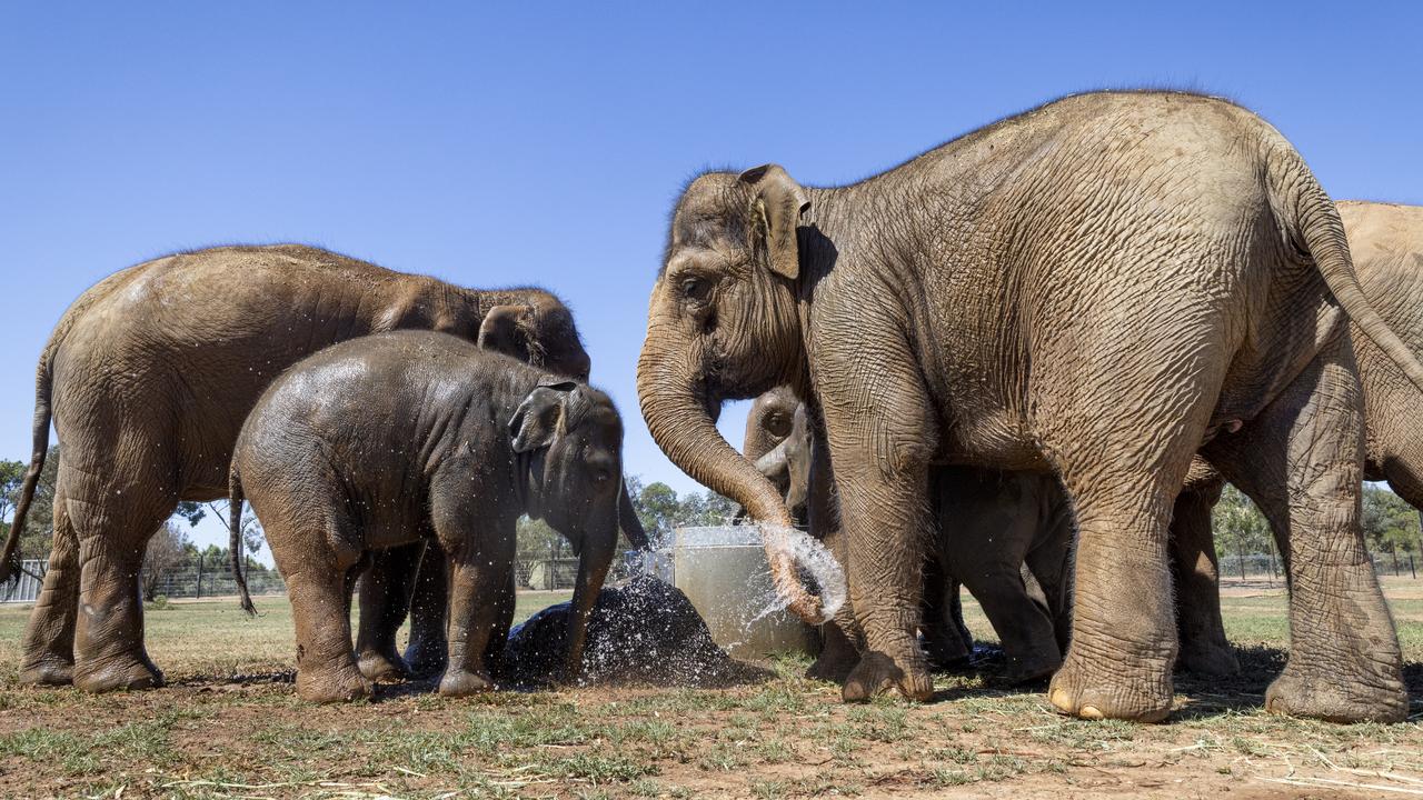 The elephants trumpeted and exchanged vocalisations, touched trunks and flapped their ears – all positive behaviours according to their new keepers. Picture: supplied