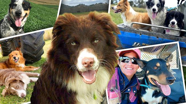 Whether they help farmers with sheep, goats or cattle, with pest control or are all rounders. We have searched high and low for the state’s most hard working dogs, and now the top five standings have been revealed.