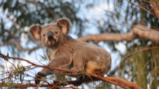 A koala that used to live in the area before the blocks were cleared.