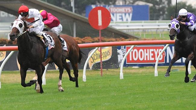 Dream Choice is going for three on the trot in the TAB Rewards Handicap. Picture: Simon B