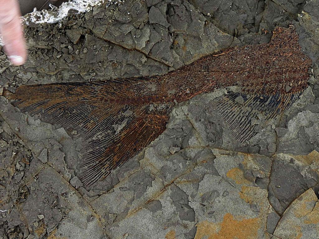 A partially exposed, perfectly preserved 66-million-year-old fish fossil uncovered by Mr DePalma and his colleagues. Picture: Robert DePalma