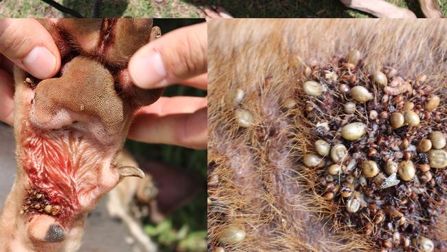 Maggots had infested the tick wounds. Picture: NT Independent