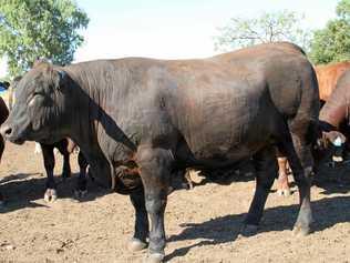 THE introduction of a new scoring system will allow Callide Dawson Beef Carcase competition to stay relevant into the future.