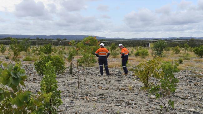 Forrest Egerton and Sharon Paulka looking at the growth of plants on Pit 1 which is undergoing rehabilitation. Picture: (A)manda Parkinson