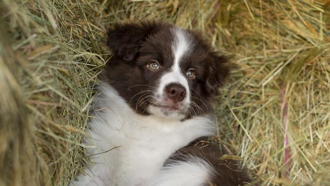 Murrumbateman man Noel Heinecke will be sentenced for killing his neighbour’s border collie puppy. Generic image PICTURE: Zoe Philips