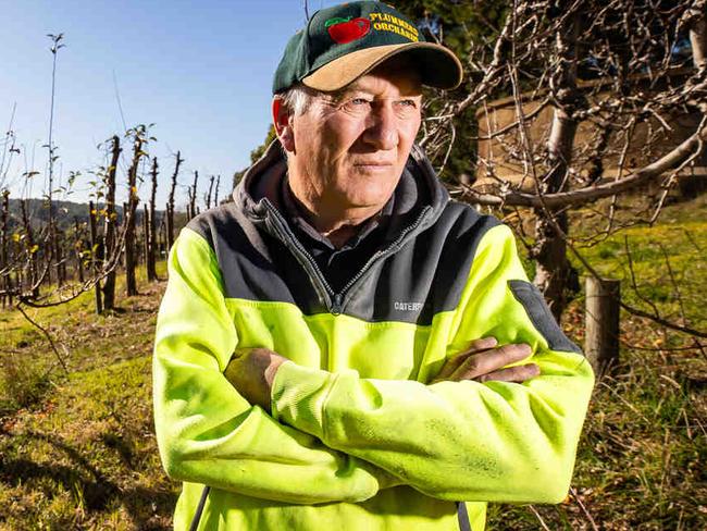 Ian Plummer from One of the oldest apple growers in the Adelaide Hills has exited the industry and sold off its orchards, blaming the big supermarkets, pictured on July 5th, 2024, at his Forrest Range Orchard.Picture: Tom Huntley