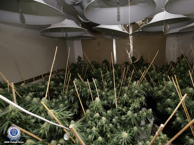 Sticky to touch — the cannabis plants had bud that were ripe for harvest. Picture: NSW Police