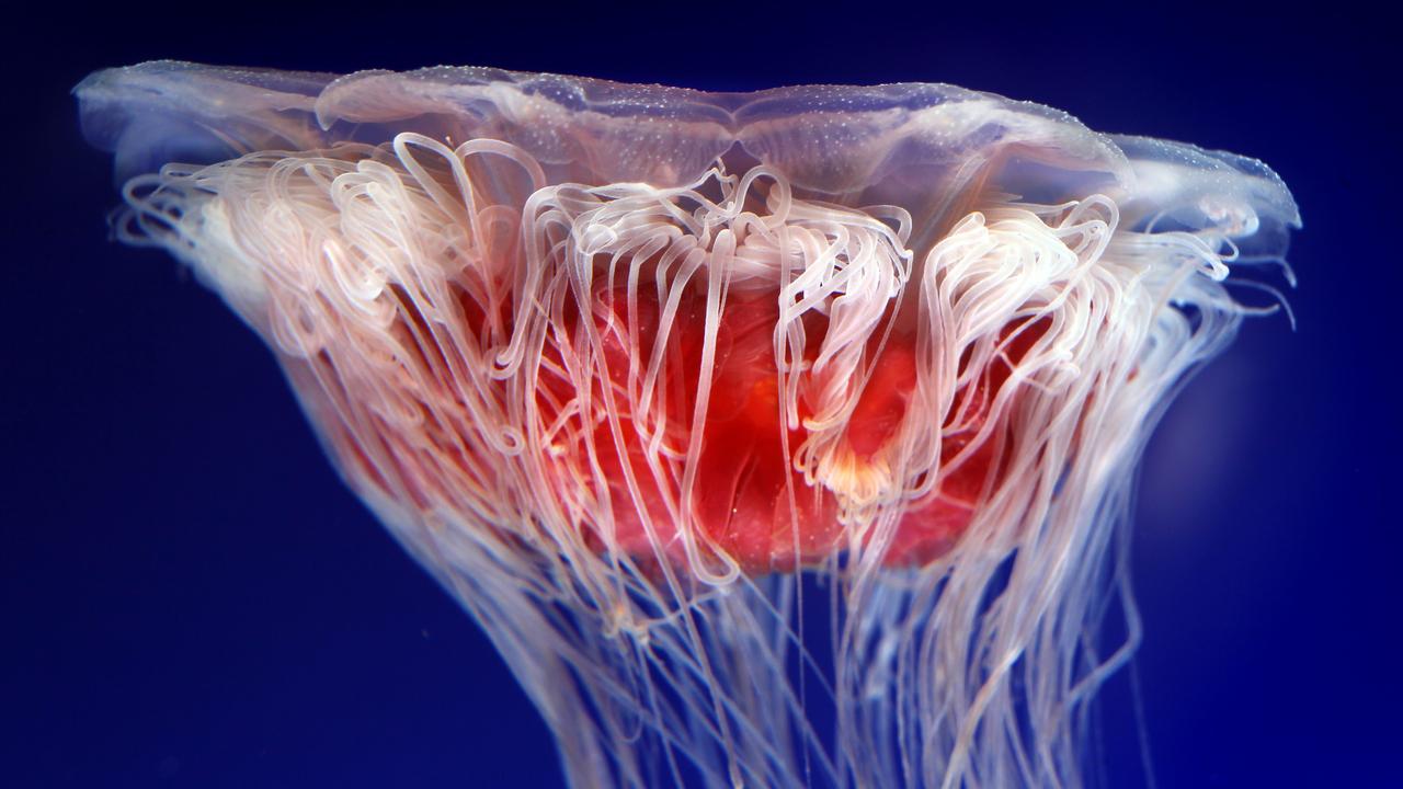 Melbourne Aquarium's new jellyfish. Lions mane sea jellyfish.