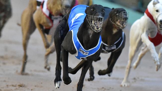 Former United Queensland Greyhounds Association president Deborah ...