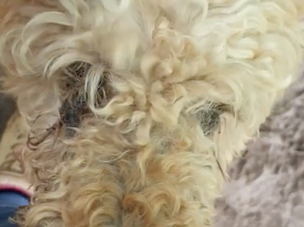 A poodle with an untreated eye infection.