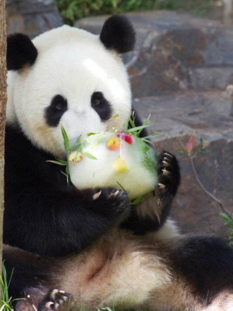 Fu Ni enjoys an icy pole. Picture: David Mattner