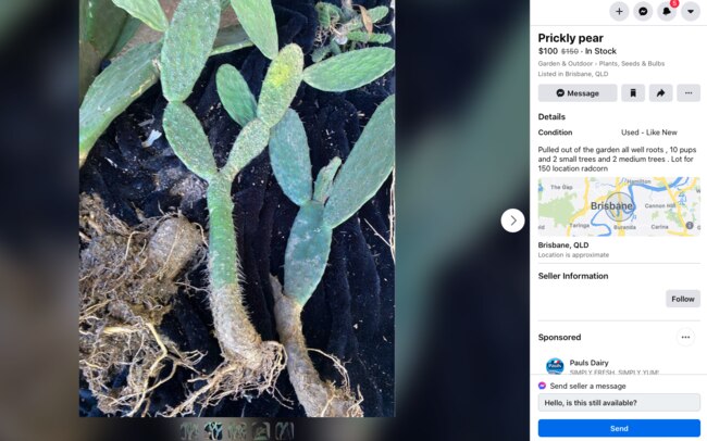 An online listing for Prickly Pear cactus – which is a banned and potentially dangerous plant. Picture: supplied