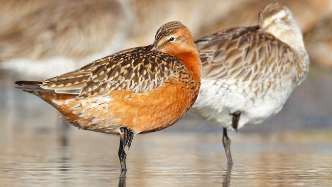 The threatened Bar-tailed Godwits. Picture: Australian Geographic