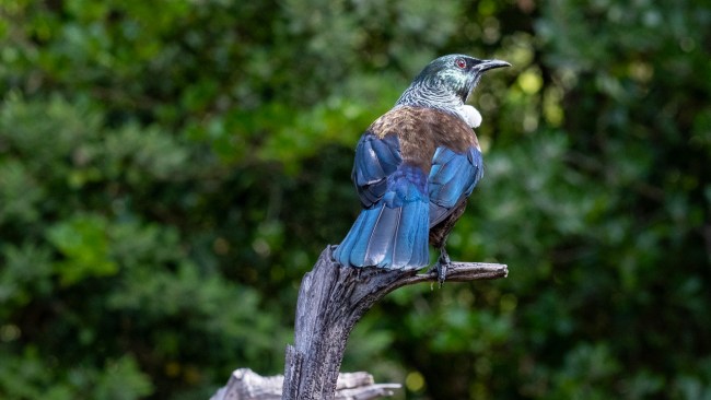 This New Zealand island is a birdwatcher’s paradise