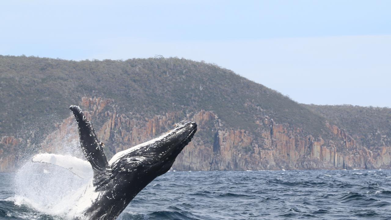 Rare air as cheeky humpback thrills in once-a-year spectacle