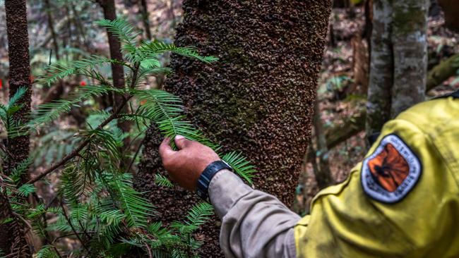 A firefighter checks on a Wollemi pine. Picture: AFP