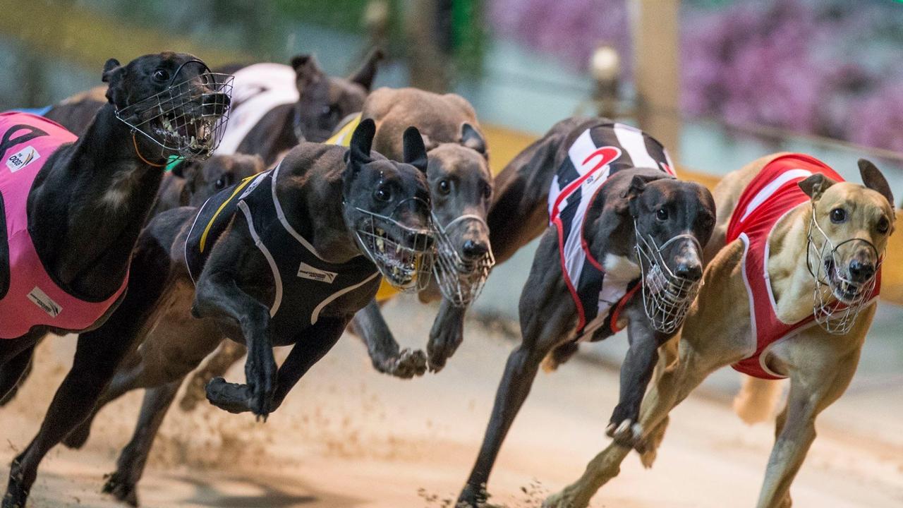 Calls to ban greyhound racing as latest injury report from Casino | Daily Telegraph