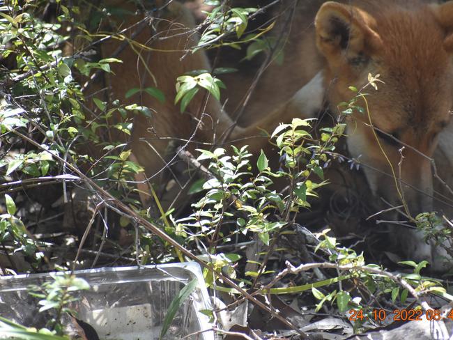 A dingo pup has been spotted on Fraser Island (K’gari) with fish hooks embedded in its right paw and fishing line wrapped around its leg.