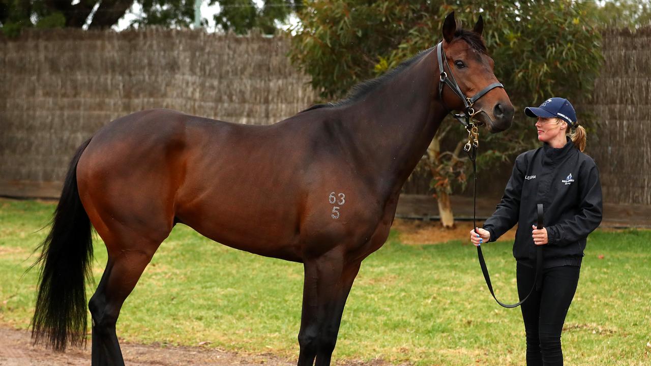 Former bookmaker Tom Waterhouse has gone big on outsider The Chosen One.