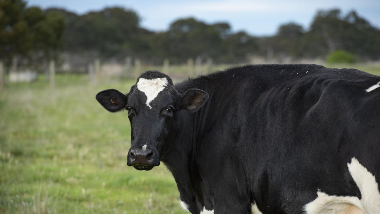 Vegan advocates say the NFF’s push is anticompetitive. PICTURE: ZOE PHILLIPS