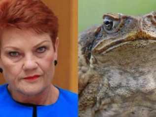 BOUNDARY RIDER: When I first heard Pauline Hanson's luminous thought of paying 10 cents for every toad that was killed, I thought it was a joke. Picture: Contributed