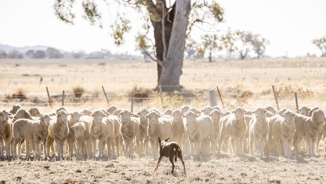 Ben McCooke’s Kelpie Peggy working at Axedale. Picture: Zoe Phillips