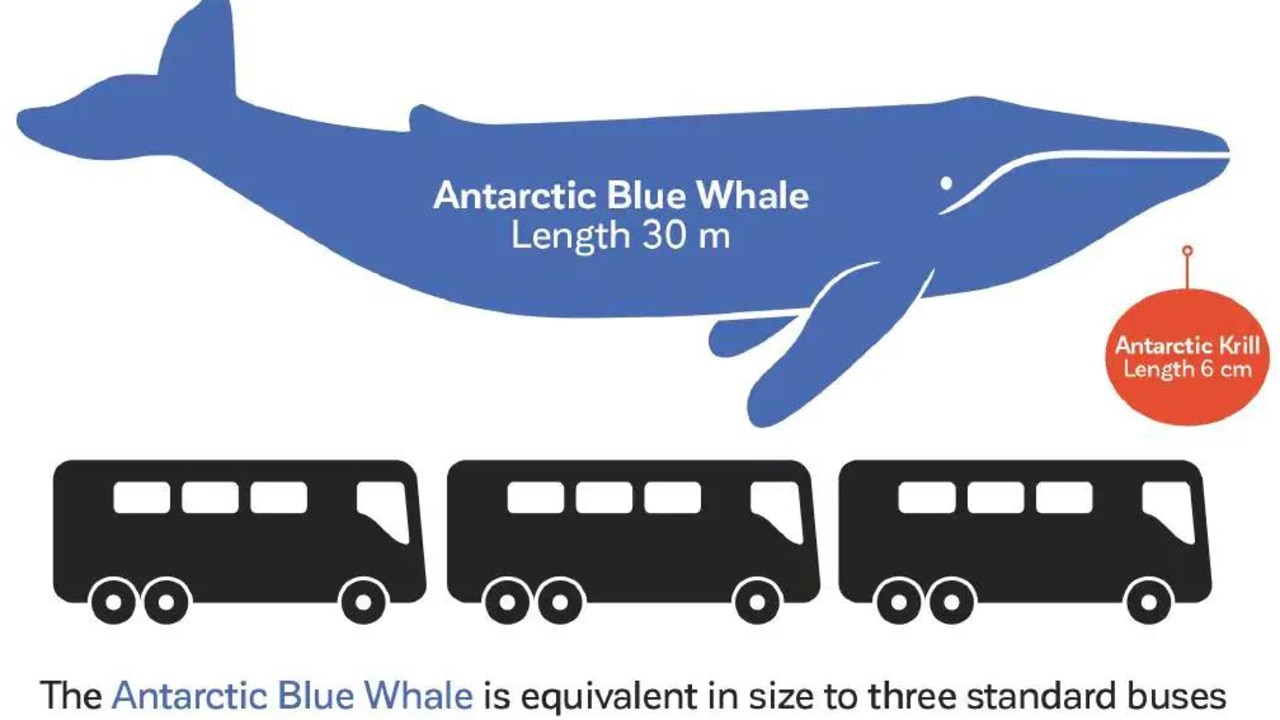 Blue whale size comparison chart. Picture: Australian Antarctic Division
