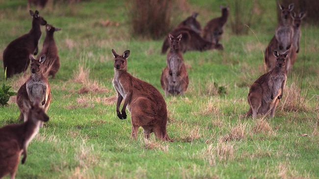 Western grey kangaroos can occur in plague proportions.