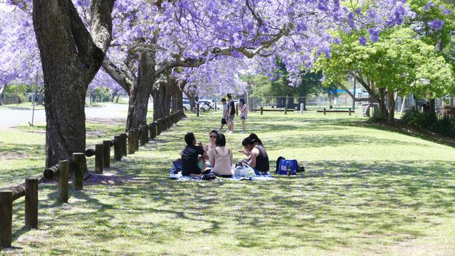 Grafton's Jacarandas have been popular with Asian visitors to Grafton responding to the Clarence Valley Council's social media campaing. Picture: Tim Howard