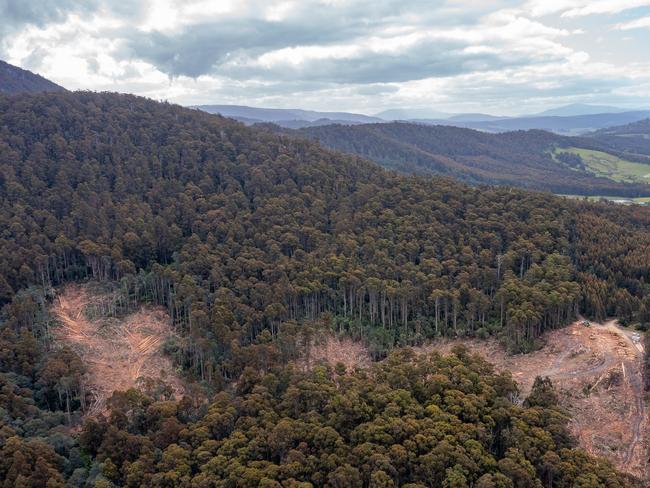 Logging at the Mt Tongatabu coupe, near Surges Bay, has now ceased after a court injunction remained unchallenged by Sustainable Timber Tasmania. Picture: The Wilderness Society