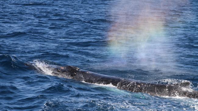 Drones are being used to collect whale snot for scientific research.