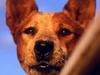 Koko is the dog appearing in new 2011 Australian film 'Red Dog', based on the book by Louis de Bernieres.